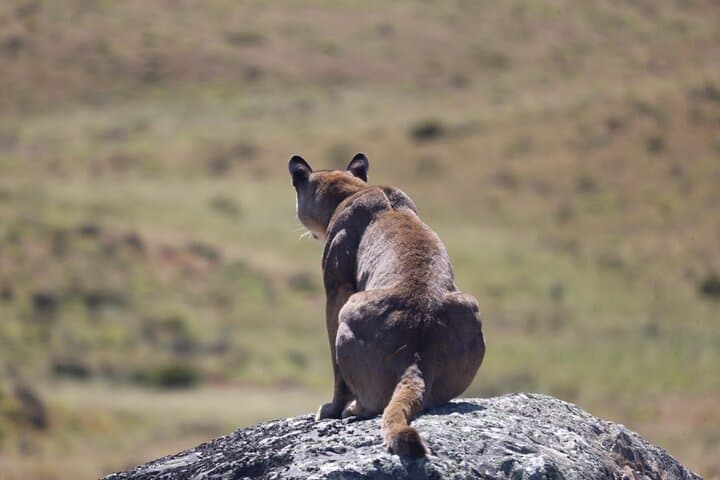 Puma Route: 3-Day Cougar Tracking in Torres del Paine National Park photo 2