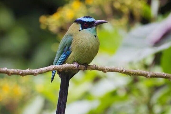 Manu Cultural Zone 4 Days: Amazon wildlife, macaw clay lick & river adventure