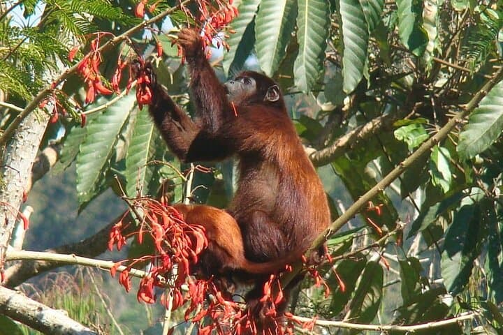 Manu Cultural Zone 4 Days: Amazon wildlife, macaw clay lick & river adventure photo 2