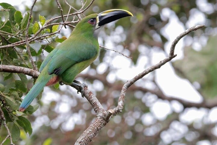 Manu Cultural Zone 4 Days: Amazon wildlife, macaw clay lick & river adventure photo 3
