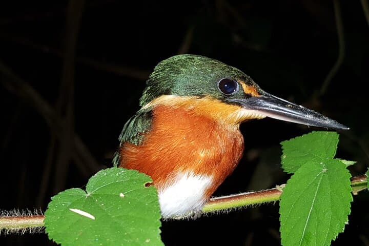 7-Day Manu National Park Jungle Tour — Amazon Wildlife & Lodge Adventure photo 6