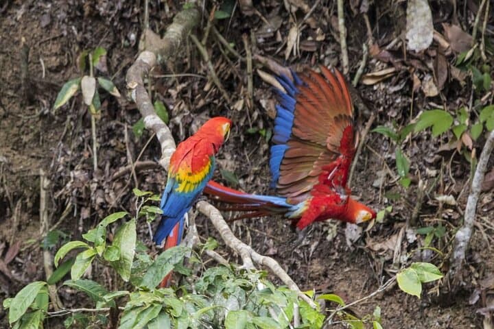 7-Day Manu National Park Jungle Tour — Amazon Wildlife & Lodge Adventure photo 5