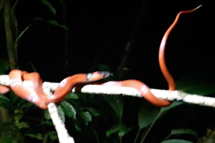 7-Day Manu National Park Jungle Tour — Amazon Wildlife & Lodge Adventure