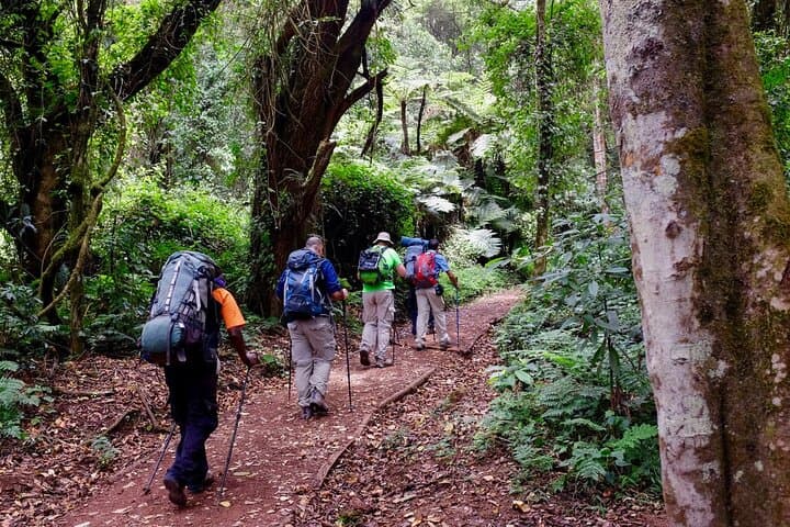 8-Day Lemosho Route Trek to Mount Kilimanjaro — Complete Guide