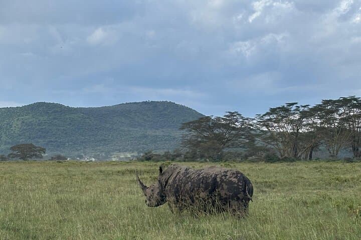 2-Day Nairobi to Amboseli Safari — Elephants, Lions and Kilimanjaro Views photo 4