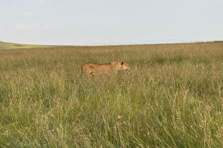 2-Day Nairobi to Amboseli Safari — Elephants, Lions and Kilimanjaro Views photo 5