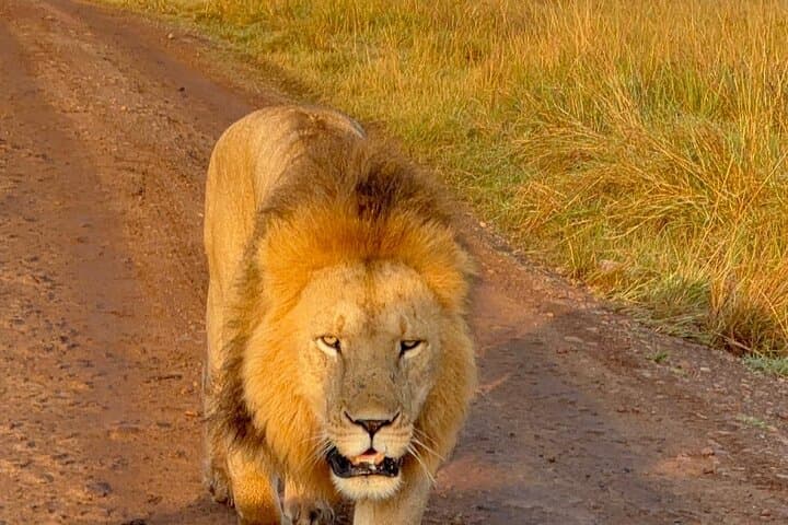 2-Day Nairobi to Amboseli Safari — Elephants, Lions and Kilimanjaro Views photo 6