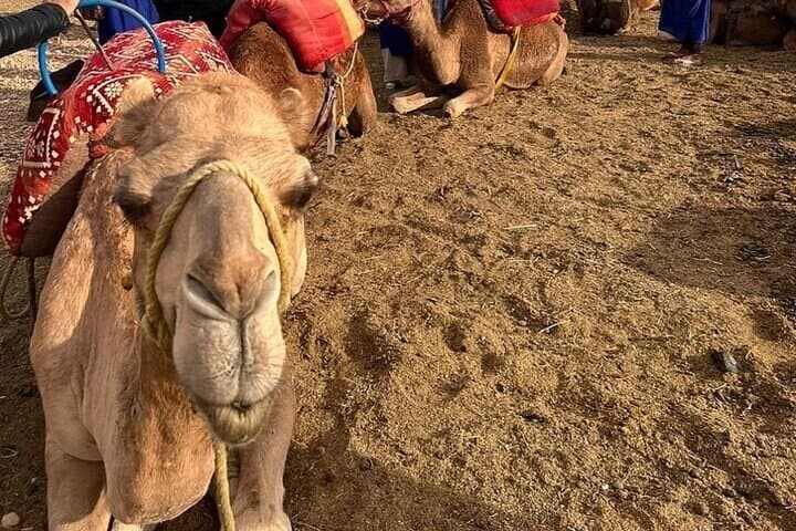 Agafay Desert ATV and Sunset Camel Ride with Berber Dinner from Marrakech photo 4