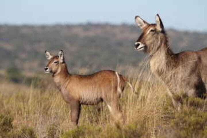 Half-Day Big Five Safari at Amakhala Game Reserve from Gqeberha photo 5