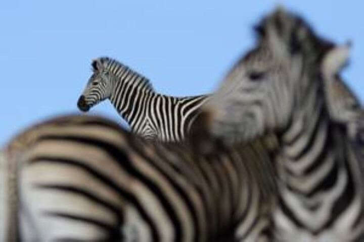 Half-Day Big Five Safari at Amakhala Game Reserve from Gqeberha photo 3