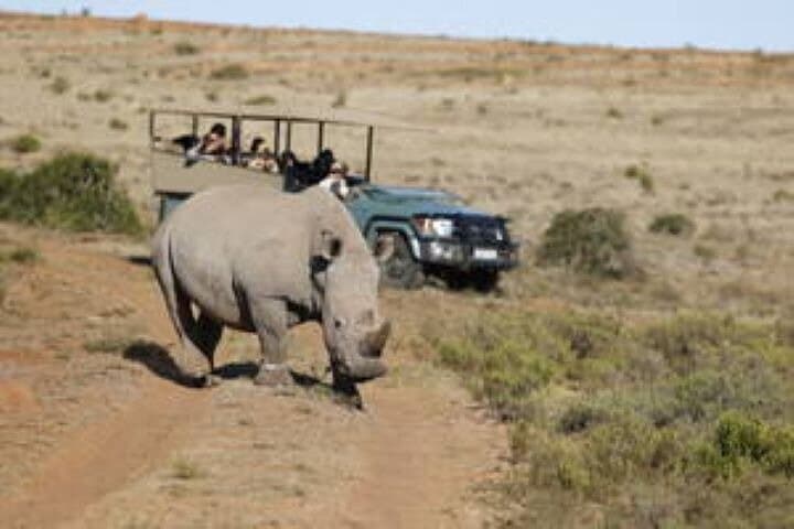 Half-Day Big Five Safari at Amakhala Game Reserve from Gqeberha photo 4