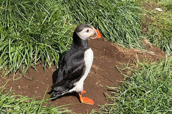 Private Vestmannaeyjar (Westman Islands) Day Tour from Reykjavik