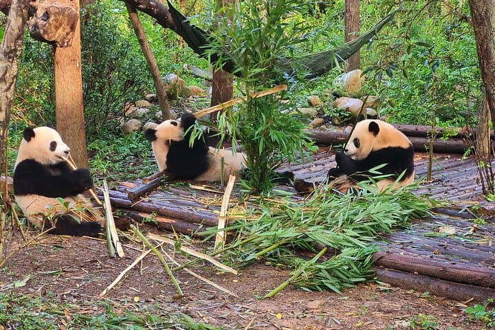 Private Chengdu Tour: Giant Pandas & Leshan Buddha by Private Car photo 3