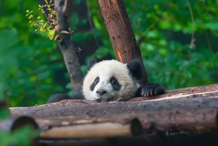 Private Chengdu Tour: Giant Pandas & Leshan Buddha by Private Car