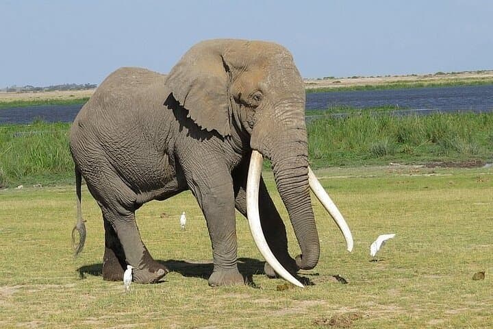 Amboseli Private Day Safari: Elephants Beneath Mount Kilimanjaro photo 4