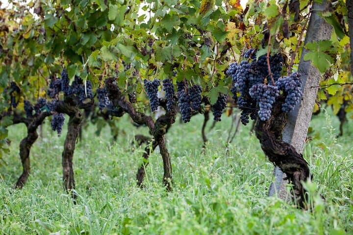 Etna Wine Tasting Tour — Zafferana Wines, Honey & Vineyard Lunch photo 3
