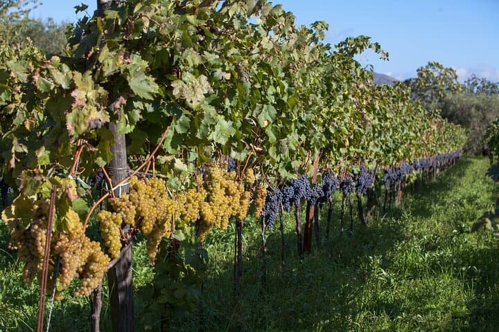 Etna Wine Tasting Tour — Zafferana Wines, Honey & Vineyard Lunch photo 5