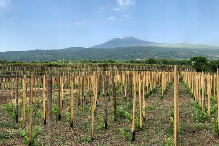 Etna Wine Tasting Tour — Zafferana Wines, Honey & Vineyard Lunch