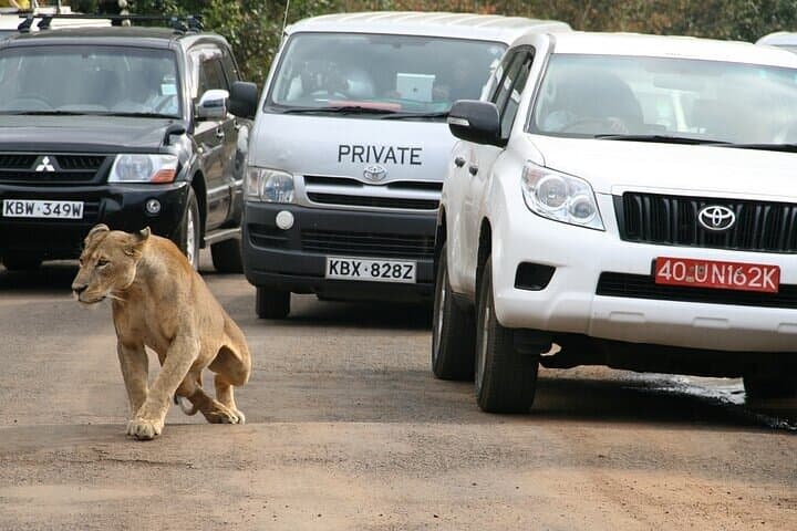 Half-Day Guided Game Drive Safari in Nairobi National Park: Wildlife Near Nairobi photo 3