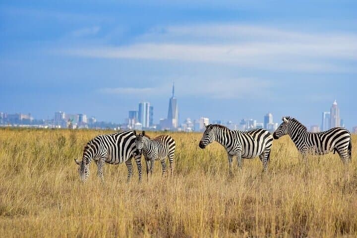 Half-Day Guided Game Drive Safari in Nairobi National Park: Wildlife Near Nairobi photo 4