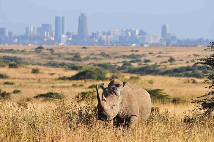 Half-Day Guided Game Drive Safari in Nairobi National Park: Wildlife Near Nairobi photo 5