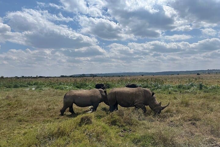 Half-Day Guided Game Drive Safari in Nairobi National Park: Wildlife Near Nairobi photo 6