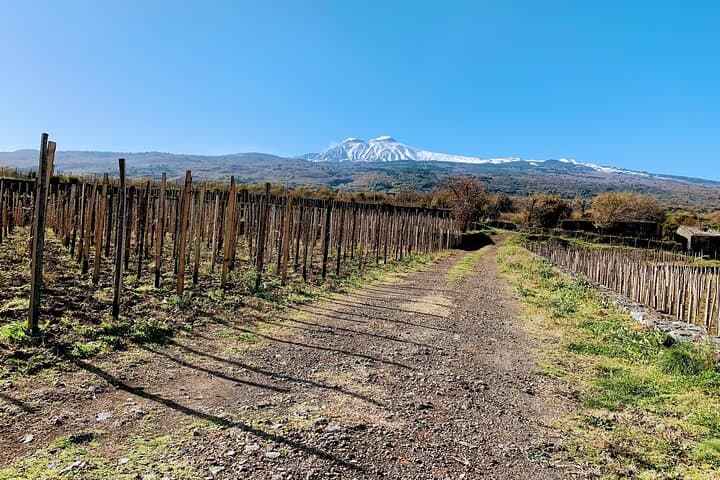 Etna Wine Tasting Tour — Zafferana Wines, Honey & Vineyard Lunch photo 6