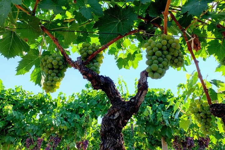 Etna Wine Tasting Tour — Zafferana Wines, Honey & Vineyard Lunch photo 4