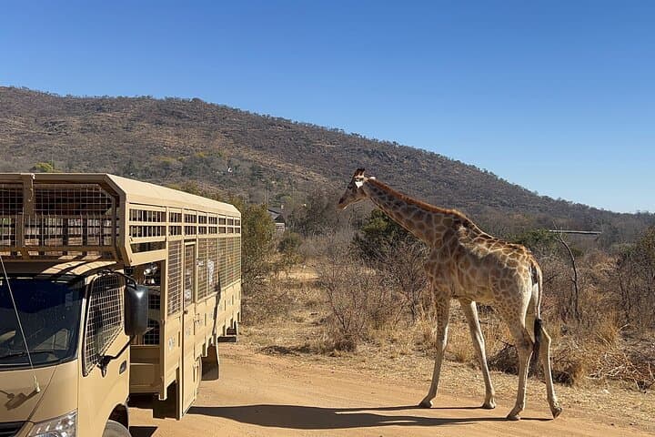 Lion & Safari Park and Lesedi Cultural Village: Day Trip from Johannesburg