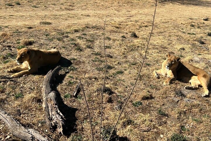 Lion & Safari Park and Lesedi Cultural Village: Day Trip from Johannesburg photo 2