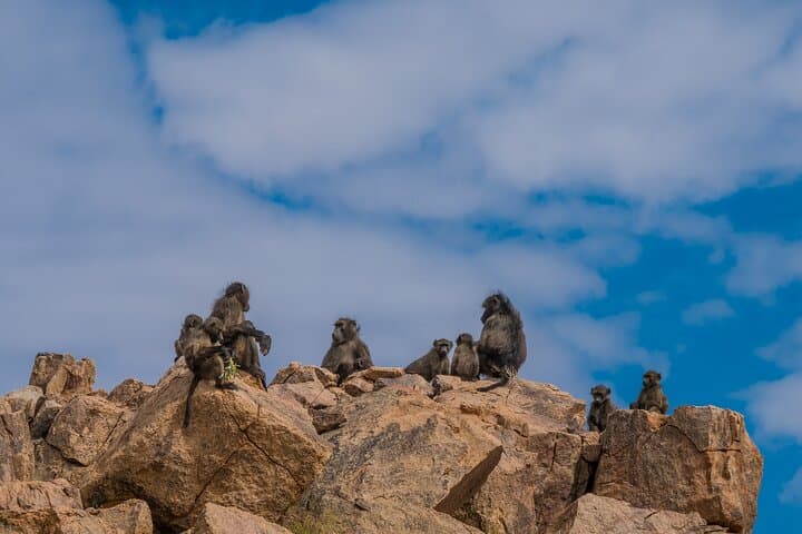 Private Day Trip to Lake Nakuru National Park — Flamingos, Rhinos & Rift Valley Views from Nairobi photo 5