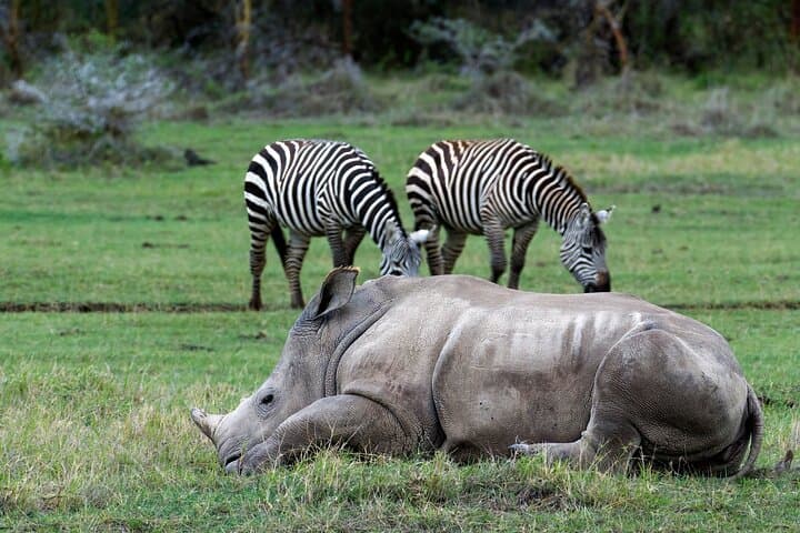 Private Day Trip to Lake Nakuru National Park — Flamingos, Rhinos & Rift Valley Views from Nairobi photo 6