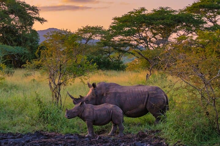 Private Day Trip to Lake Nakuru National Park — Flamingos, Rhinos & Rift Valley Views from Nairobi photo 2