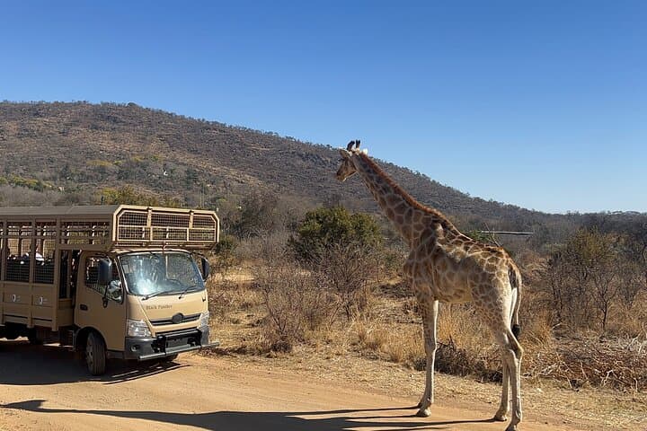 Lion & Safari Park and Lesedi Cultural Village: Day Trip from Johannesburg photo 3