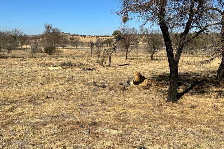 Lion & Safari Park and Lesedi Cultural Village: Day Trip from Johannesburg photo 4