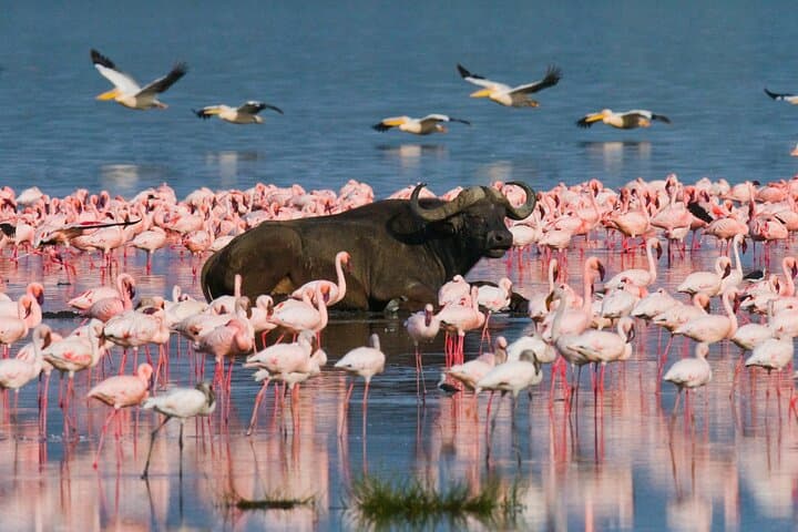 Private Day Trip to Lake Nakuru National Park — Flamingos, Rhinos & Rift Valley Views from Nairobi