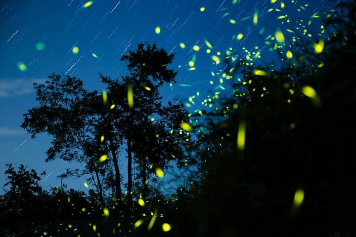 Semporna Mangrove & Firefly Cruise with Dinner and Transfers photo 2
