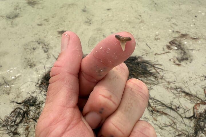 Shell Key Shelling Kayak Tour in St. Pete — Guided Kayak, Snorkel & Shoreline Shelling photo 4