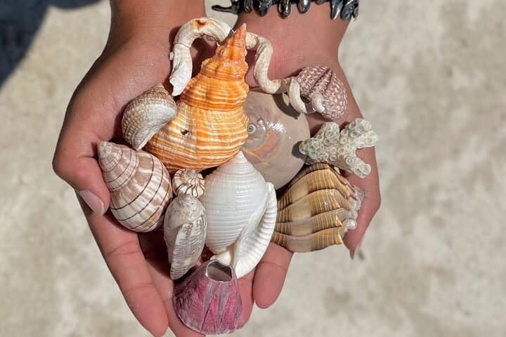 Shell Key Shelling Kayak Tour in St. Pete — Guided Kayak, Snorkel & Shoreline Shelling photo 5