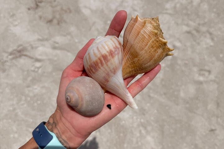 Shell Key Shelling Kayak Tour in St. Pete — Guided Kayak, Snorkel & Shoreline Shelling photo 6