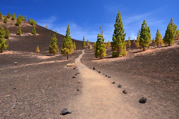 Teide National Park 4x4 Safari: Volcano Views, Lava Fields & Wildlife photo 6