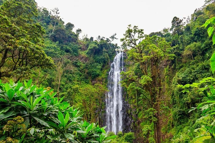 Private Arusha Tour: Materuni Waterfalls, Coffee Farm & Kikuletwa Hot Springs photo 2