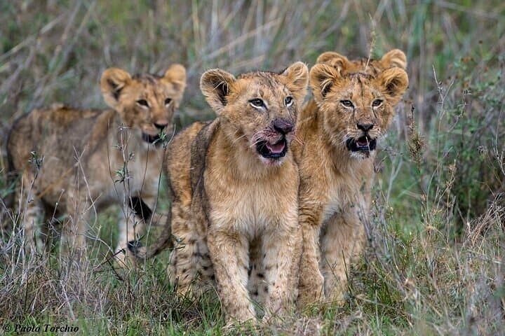 3-Day Private Maasai Mara Safari with 4x4 & Sunrise Balloon photo 4