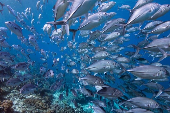 Dubai Wreck Diving from Port Rashid — Private Guided Boat Dives photo 5
