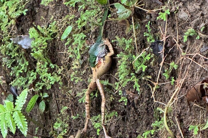 Arenal Hanging Bridges, Volcano Hike & Hot Springs Day Combo in La Fortuna photo 3