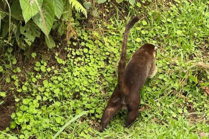 Arenal Hanging Bridges, Volcano Hike & Hot Springs Day Combo in La Fortuna photo 5