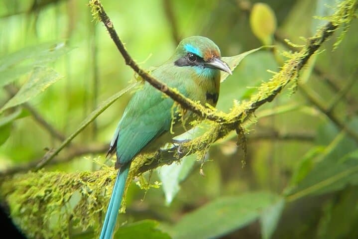 Arenal Hanging Bridges, Volcano Hike & Hot Springs Day Combo in La Fortuna photo 6