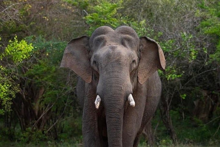 Sri Lanka Round Tour: Sigiriya, Ella Train Ride & Safari Adventure photo 4