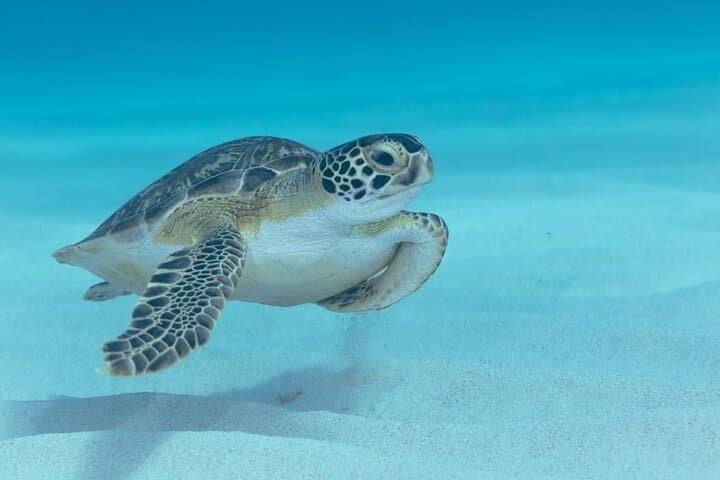 Custom Private Boat Tour in Bonaire — Luxury Snorkel & Sunset Charter photo 2