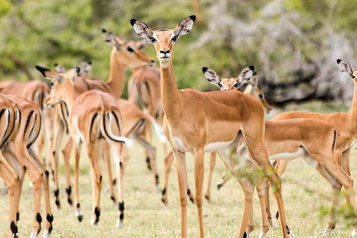 Mikumi Day Safari from Zanzibar: One-Day Game Drive to See Elephants, Lions & Giraffes photo 4